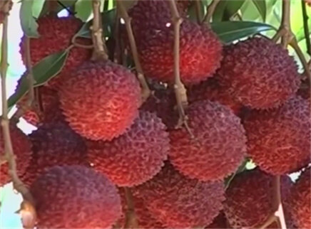 为什么吃荔枝反而会发病？