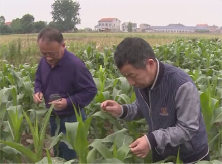 草地贪夜蛾对农作物有什么危害？