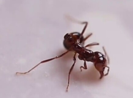 红火蚁从何而来？